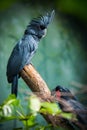 cokatoo palm parrot in the zooo Royalty Free Stock Photo