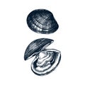 Cooked Atlantic surf clam illustrations. Edible molluscs. Shellfish and seafood restaurant design element. Hand drawn sea clams