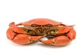 Cooked Blue Crab Royalty Free Stock Photo