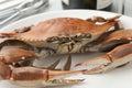 Cooked blue crab Royalty Free Stock Photo