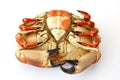 Cooked brown crab or atlantic crab on white