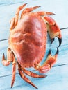 Cooked brown crab or edible crab on the blue wooden tab Royalty Free Stock Photo