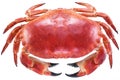 Cooked brown crab or edible crab. Royalty Free Stock Photo