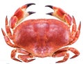 Cooked brown crab or edible crab. Royalty Free Stock Photo