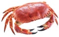 Cooked brown crab or edible crab Royalty Free Stock Photo