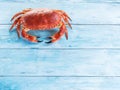 Cooked brown crab or edible crab isolated on the blue wooden tab Royalty Free Stock Photo