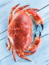 Cooked brown crab or edible crab isolated on the blue wooden table Royalty Free Stock Photo