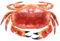 Cooked brown crab or edible crab Royalty Free Stock Photo