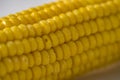 Cooked Corn on the Cob Royalty Free Stock Photo