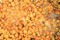 Cooked corn seeds for carp as a baat.