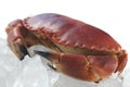 Cooked Crab on Ice