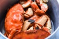 Cooked crab on steamer pot - Seafood boiled red stone crabs Royalty Free Stock Photo