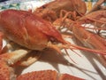 Cooked crayfish Royalty Free Stock Photo