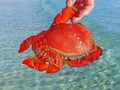 Cooked Exotic Spanner or Red Frog Crab seafood isolated on ocean