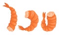 Cooked Headless Shrimp or Prawn as Crustaceans Seafood Vector Set Royalty Free Stock Photo