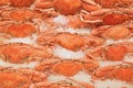 Cooked male blue swimmer crabs being arranged on crushed ice on display for sale at fish market Royalty Free Stock Photo