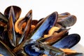 Cooked mussels Royalty Free Stock Photo