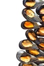 Cooked mussels isolated on white background, close up Royalty Free Stock Photo