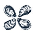 Cooked oysters illustrations. Shellfish and seafood restaurant design element. Hand drawn oyster shells sketch isolated on white