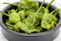 Cooked Padron peppers with olive oil and sea salt Royalty Free Stock Photo