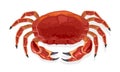 Cooked red crab, partan. Prepared steamed or boiled crustacean.