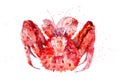 Cooked red king crab surrounded by hot drops. Watercolor illustration isolated on white background