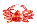 Cooked red king crab. Watercolor illustration isolated on white background