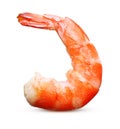 Cooked shrimp isolated .