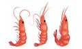 Cooked Shrimp or Prawn as Crustaceans Seafood Vector Set Royalty Free Stock Photo