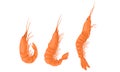 Cooked Shrimp or Prawn as Crustaceans Seafood Vector Set Royalty Free Stock Photo