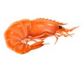 Cooked shrimp realistic vector illustration. Boiled shrimp isolated on a white background. Royalty Free Stock Photo