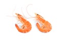 Cooked shrimps,prawns Royalty Free Stock Photo