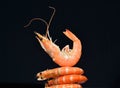 Cooked shrimps,prawns Royalty Free Stock Photo