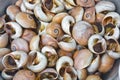 Cooked snails Royalty Free Stock Photo