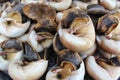 Cooked snails for sale Royalty Free Stock Photo