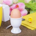 Cooked sof tboiled eggs Royalty Free Stock Photo