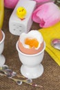 Cooked sof tboiled eggs Royalty Free Stock Photo