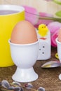 Cooked sof tboiled eggs Royalty Free Stock Photo