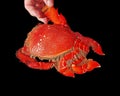 Cooked Spanner or Red Frog Crab. Isolated on Black Royalty Free Stock Photo
