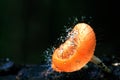 Cookeina tricholoma or Phylum Ascomycota with droplet on a dead wood in the rain forest Royalty Free Stock Photo