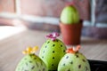 Cookery masterpieces. Happy easter. natural dye. Egg hunt. Cooking. Unusual idea. DIY and handmade. Painted egg. Easter egg. Green Royalty Free Stock Photo