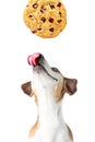 Cookies and a dog. Royalty Free Stock Photo