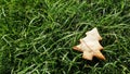 cookies in the shape of a Christmas tree on a background of green grass