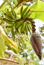 Cooking banana, Rulo, This fruit is like a green Platano but more smaller. Royalty Free Stock Photo