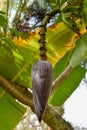 Cooking banana, Rulo, This fruit is like a green Platano but more smaller. Royalty Free Stock Photo