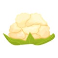 Cooking cauliflower icon cartoon vector. Cabbage food
