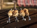 cooking chicken kebabs on a barbecue on a country plot, the concept of a weekend and a country holiday