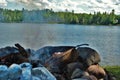 Cooking corn on a camp fire next to the lake Royalty Free Stock Photo