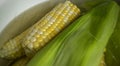 Cooking corn with leaves in a saucepan. Raquel variety, sweet instant corn. Healthy lunch in summer.