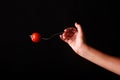 female hand with fork and tomato Royalty Free Stock Photo